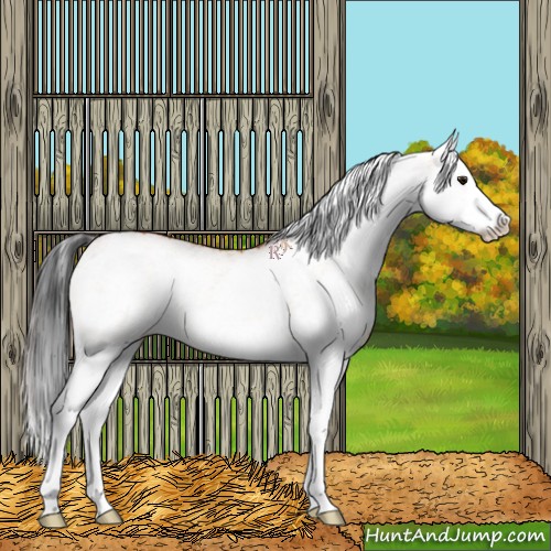 Horse Color:White Spotted Bay Splash