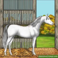 Horse Color:White Spotted Bay Splash 