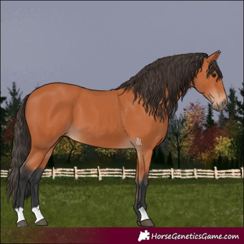 Horse Color:Bay 