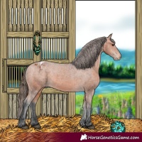 Horse Color:Bay Appaloosa 