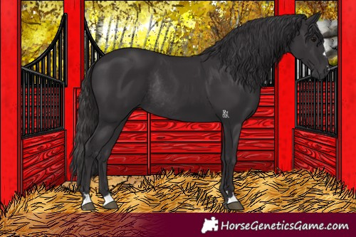 Horse Color:Smoky Black Rabicano