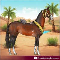 Horse Color:Brown 
