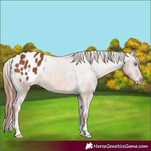 Horse Color:Chestnut Appaloosa 