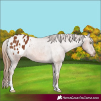 Horse Color:Chestnut Appaloosa 