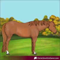 Horse Color:Chestnut 