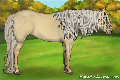 Horse Color:Palomino Dun 