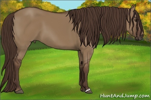 Horse Color:Liver Red Dun 