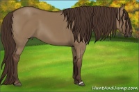 Horse Color:Liver Red Dun 