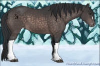 Horse Color:Platinum Brown Appaloosa 