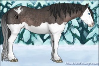 Horse Color:Platinum Liver Chestnut Splash Appaloosa
