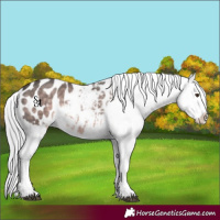 Horse Color:Platinum Chocolate Palomino Blanket Rabicano 