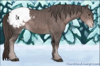 Horse Color:Platinum Liver Chestnut Appaloosa 