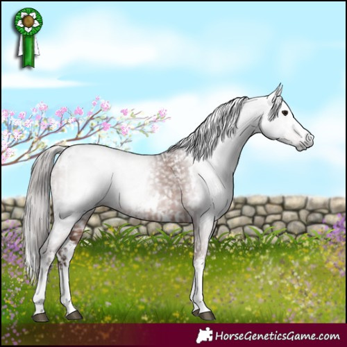 Horse Color:Gray White Spotted Brown Appaloosa  and White Spotted Liver Chestnut 