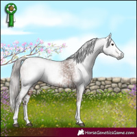 Horse Color:Gray White Spotted Brown Appaloosa  and White Spotted Liver Chestnut 