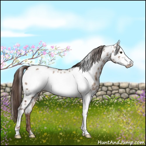 Horse Color:White Spotted Liver Red Dun Frame Appaloosa 