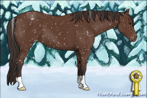 Horse Color:Bay Appaloosa 