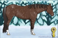 Horse Color:Bay Appaloosa 