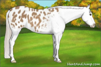 Horse Color:Palomino Splash Appaloosa 