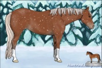 Horse Color:Silver Bay Appaloosa 
