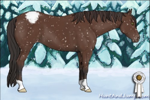 Horse Color:Bay Appaloosa 