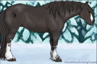 Horse Color:Smoky Black 