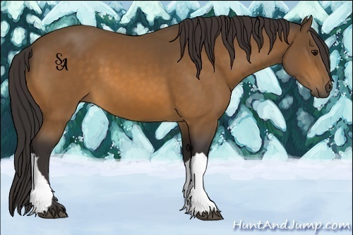 Horse Color:Buckskin 