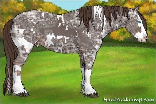 Horse Color:White Spotted Liver Chestnut Ice Splash 