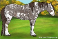 Horse Color:White Spotted Liver Chestnut Ice Splash 