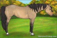 Horse Color:Buckskin Dun 
