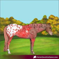 Horse Color:Chestnut Appaloosa 