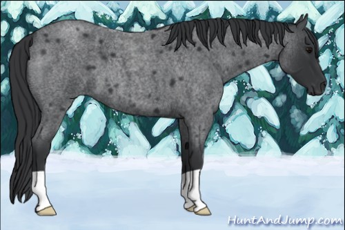 Horse Color:Blue Roan 