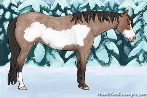 Horse Color:Bay Roan Frame 