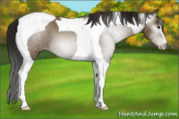 Horse Color:Gray Classic Champagne Tobiano 
