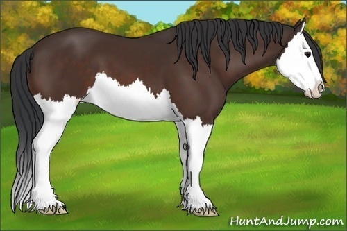 Horse Color:Bay Splash
