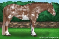Horse Color:White Spotted Chestnut Sabino Frame