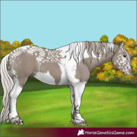Horse Color:Silver Grullo Splash Tobiano 