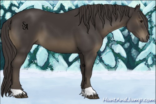 Horse Color:Smoky Black 