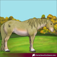 Horse Color:Watercolor Chestnut Appaloosa 