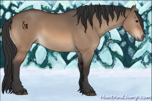 Horse Color:Bay Dun