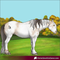 Horse Color:White Spotted Amber Champagne Dun Splash 