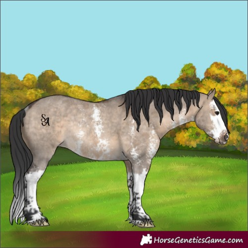 Horse Color:Brown Dun Sabino Splash Rabicano