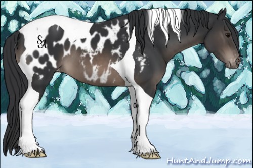 Horse Color:Brown Tobiano Appaloosa 
