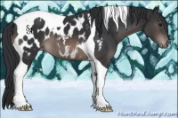 Horse Color:Brown Tobiano Appaloosa 