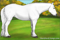 Horse Color:Gray Palomino