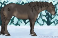 Horse Color:Smoky Black