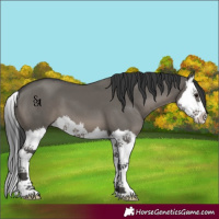Horse Color:Grullo Splash 