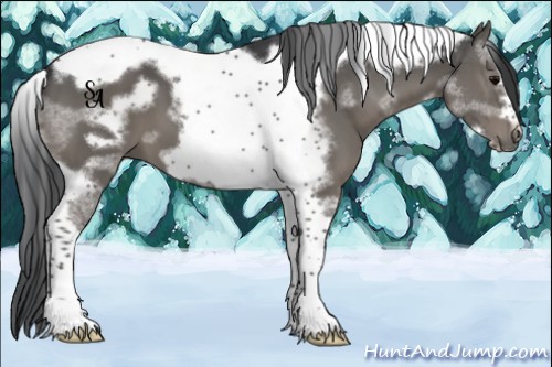 Horse Color:Black Tobiano Frame
