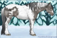 Horse Color:Black Tobiano Frame 