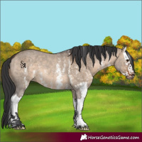 Horse Color:Brown Dun Sabino Splash 
