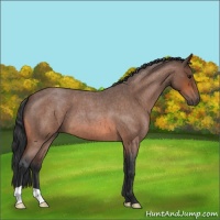 Horse Color:Bay Roan